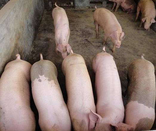 供应昌邑厂家 生态猪养殖 商品猪养殖 商品猪销售 13176728216
