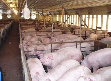 福建:深入推进常山生猪养殖污染整治工作